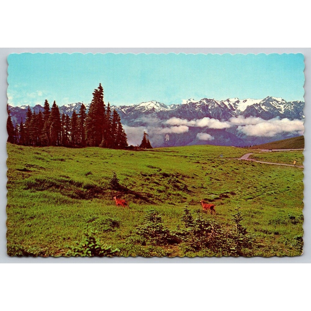 Postcard WA Olympic National Park Deer Fawns Meadow Hurricane Ridge c1970s Snow